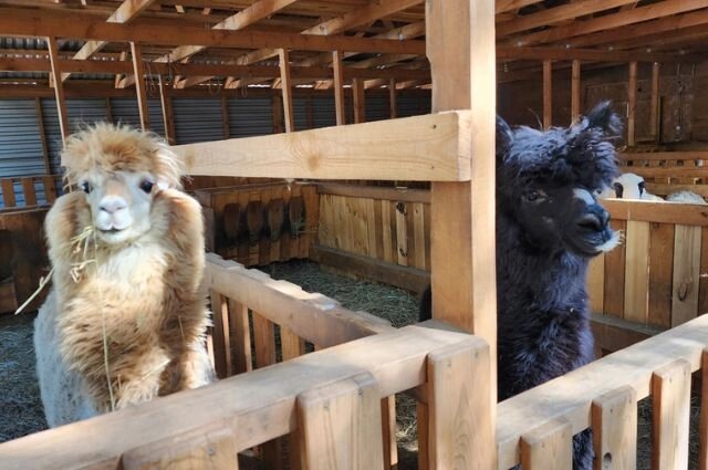    Фото: «АиФ-Урал»