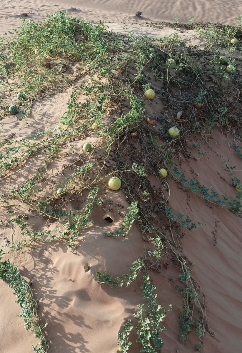 Скриншот информации из открытых источников (Интернет).