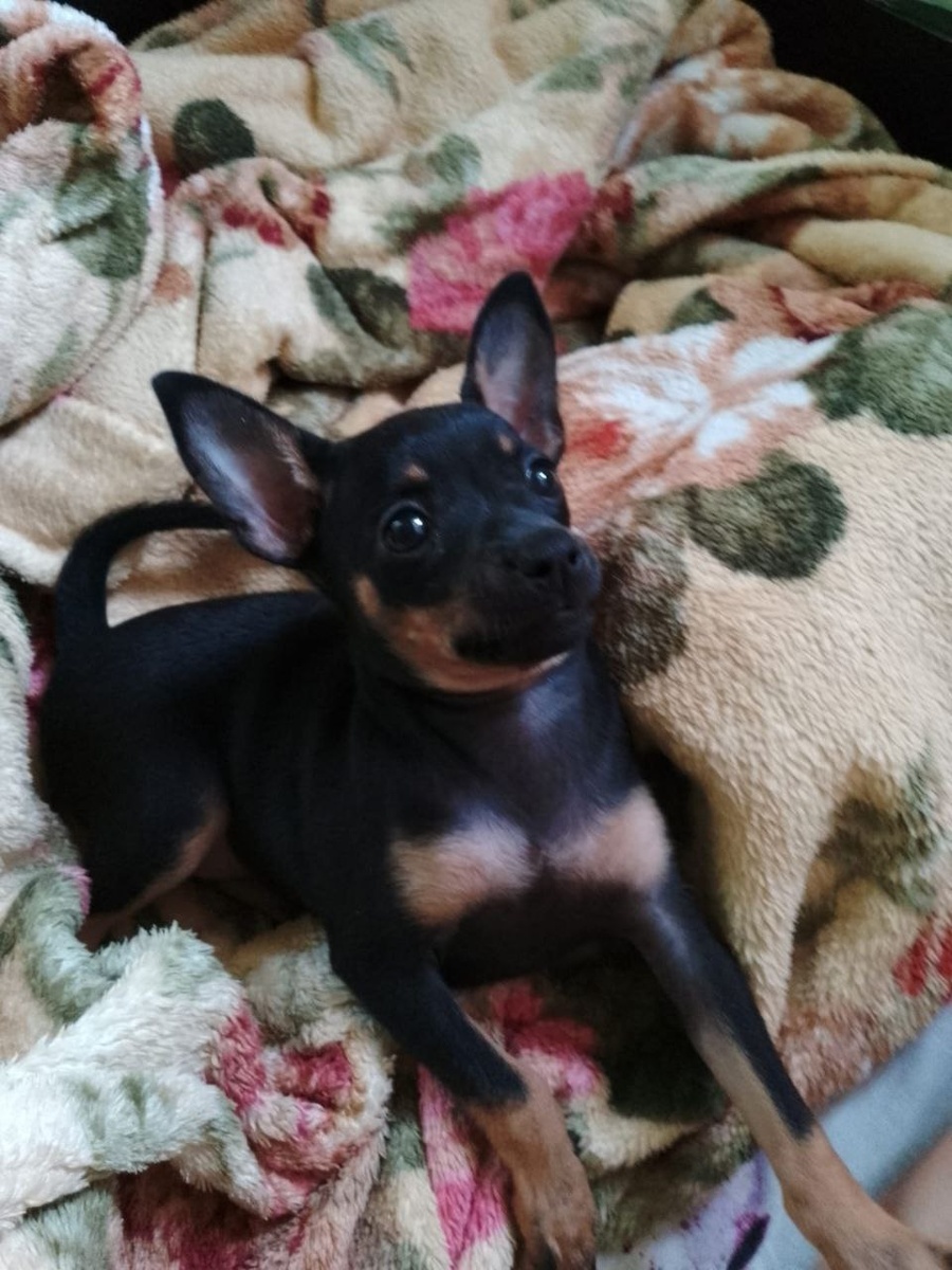 Маленькая зойка.❤❤❤