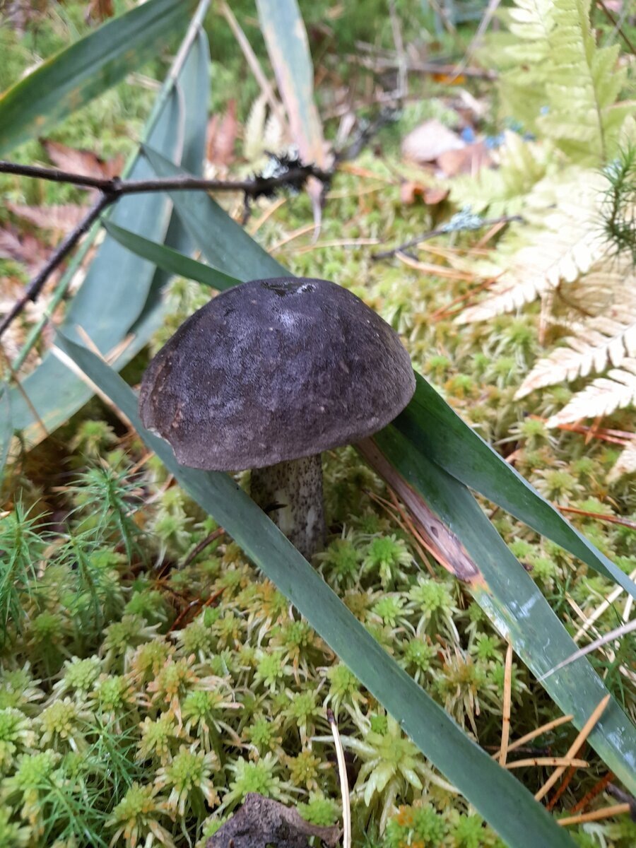 Автор фото Лариса Брыскова