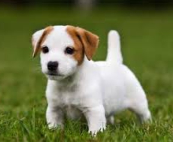 Милый Щенок Джек-Рассел 