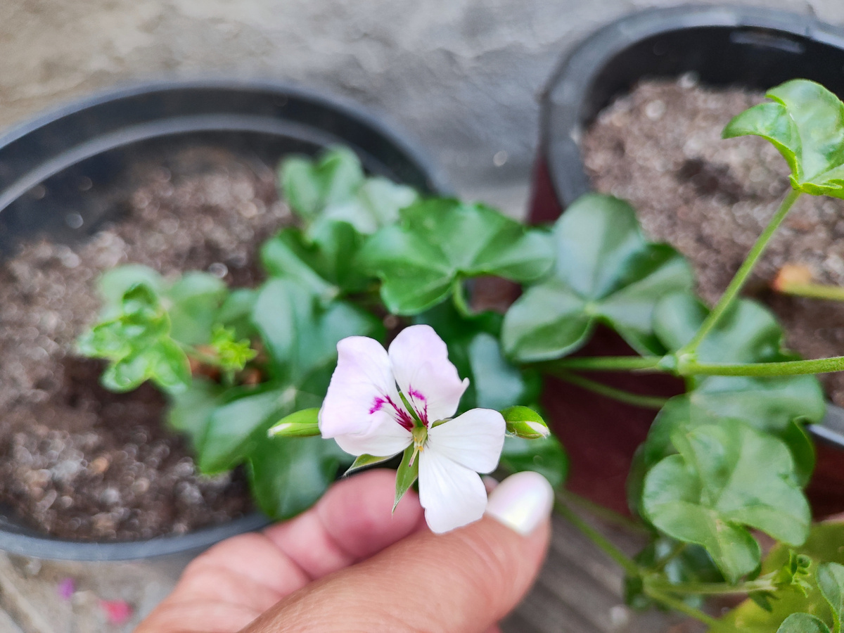 вот так цветет Балкон Полярис