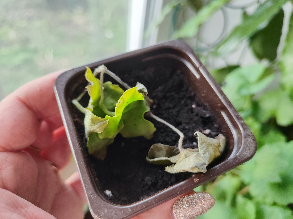 Типа черенок..... уже ему все