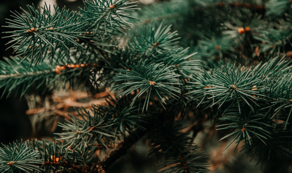 Фото: pexels.com