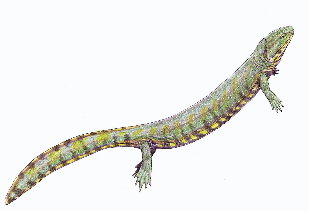 Котлассия прима от Дмитрия Богданова.