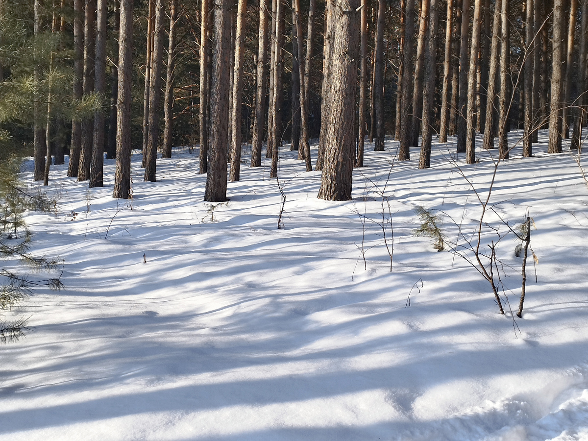 Сосны в Гремячей гриве. Фото из личного архива автора