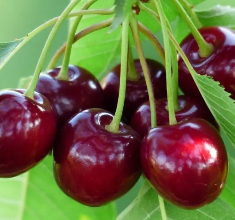 Фото: Telegram, «Дача и огород»