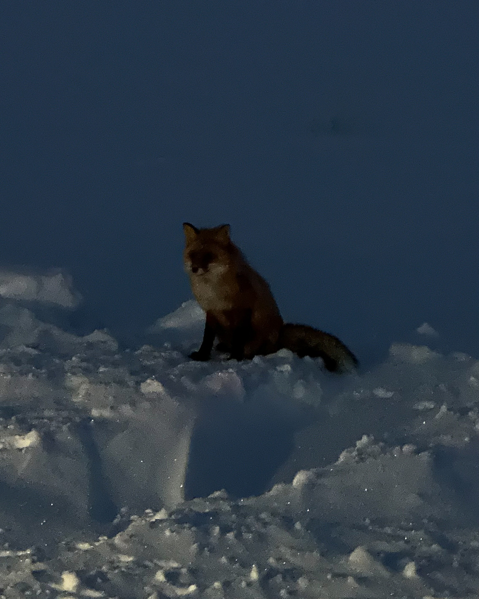 Лисичку встретили. Возле нее была толпа туристов, угощали ее, фоткали, а она даже не убегала. Фото в темноте, поэтому такое мутное.