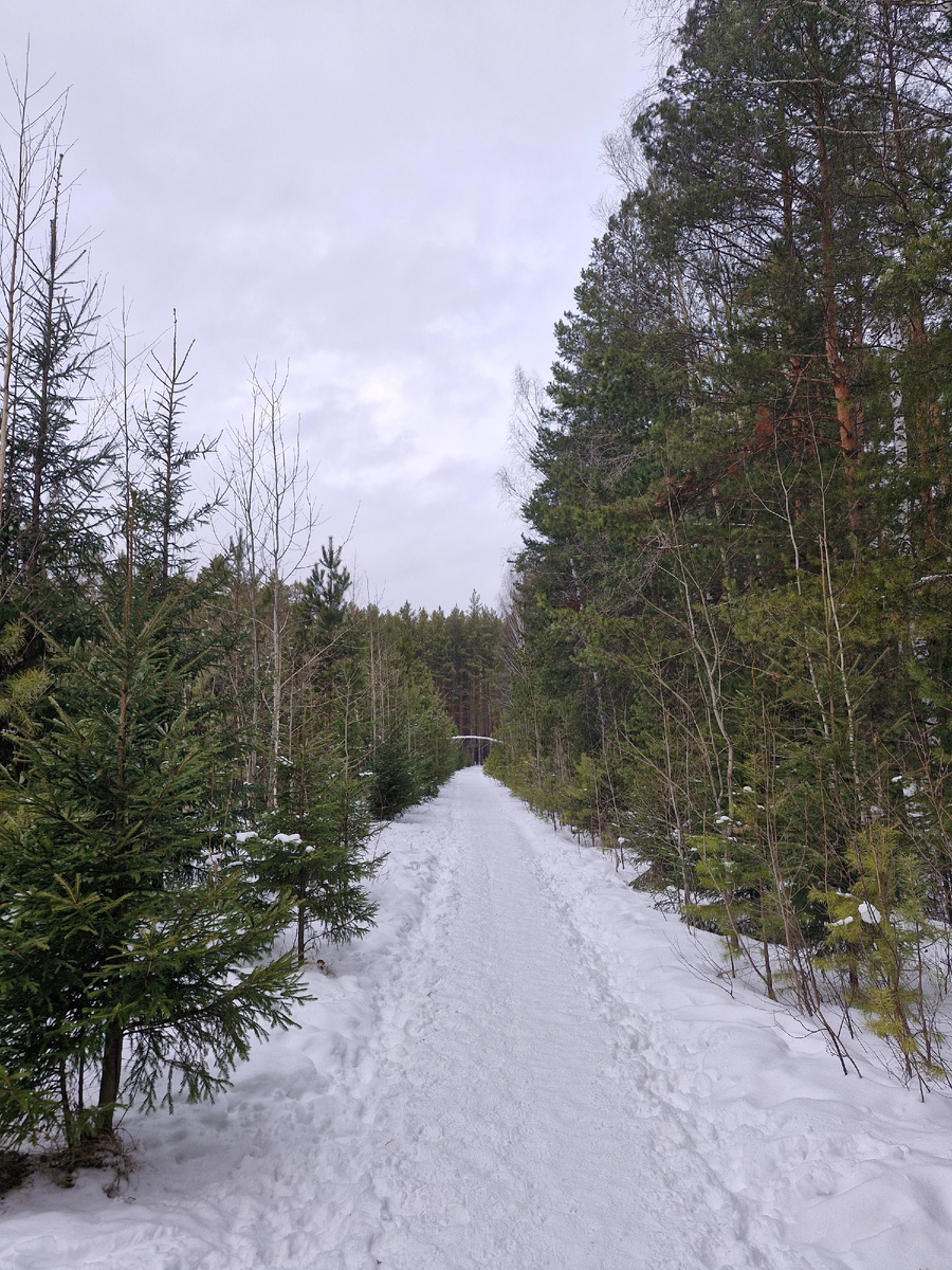 Лес в шаговой доступности 