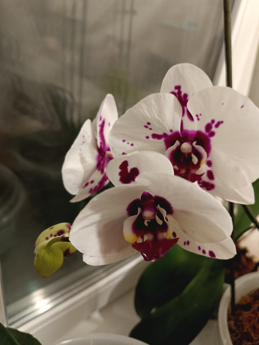 Личное фото автора 