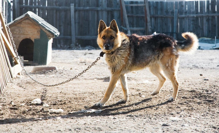 Даже небольшая дворовая собака является отличным препятствием на пути злоумышленника.