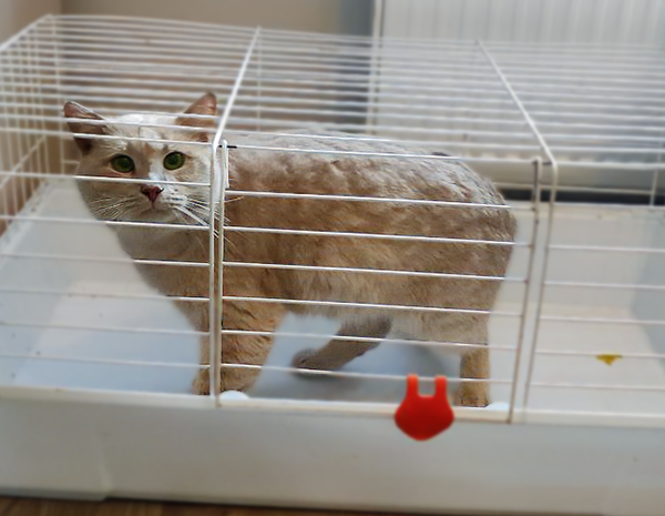 Абрикос Многострадальный