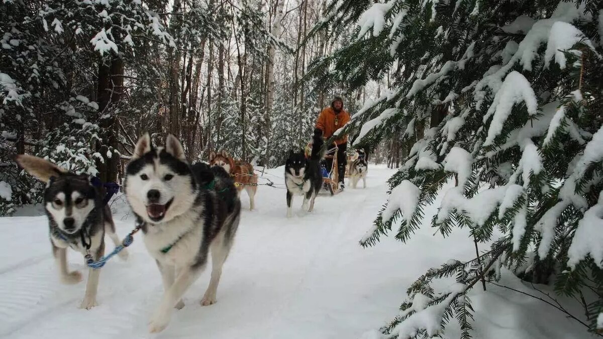     Источник: krsk.haskipark.ru