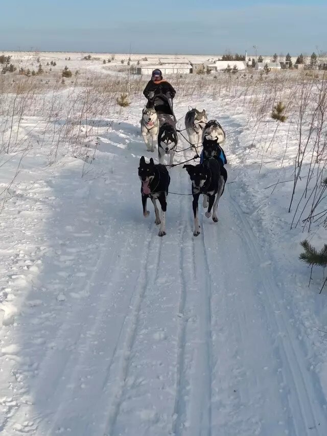     Источник: Хаски-клуб «Снежная стая», vk.com
