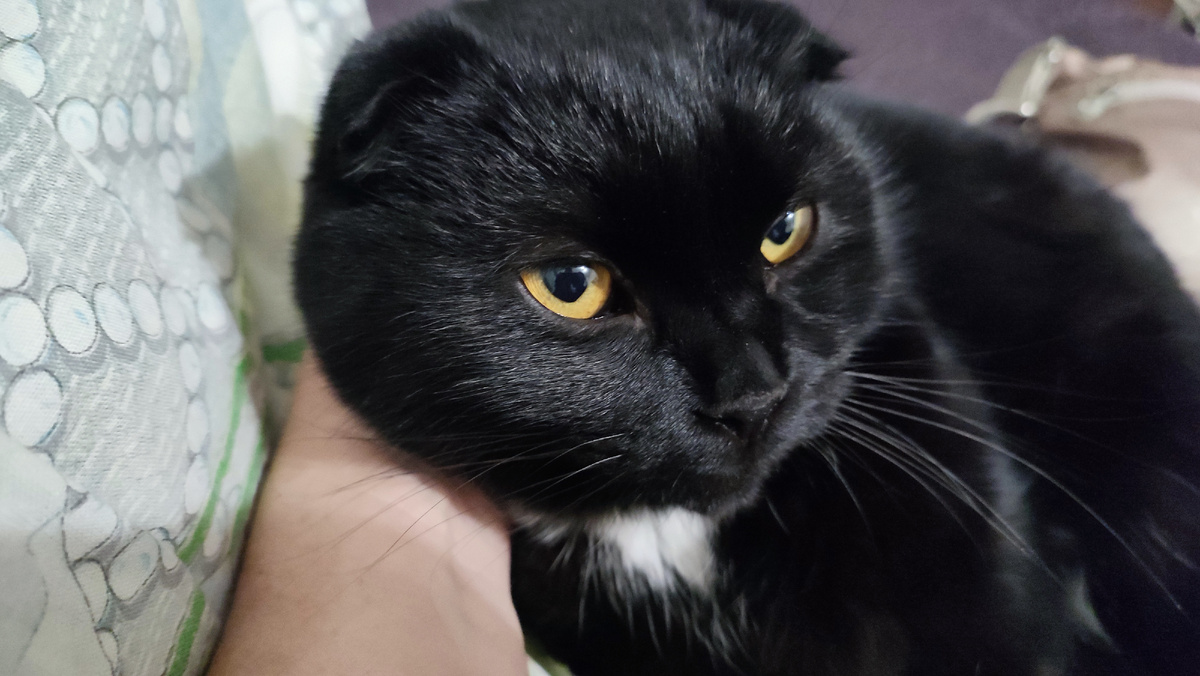 Кот Тимонтий