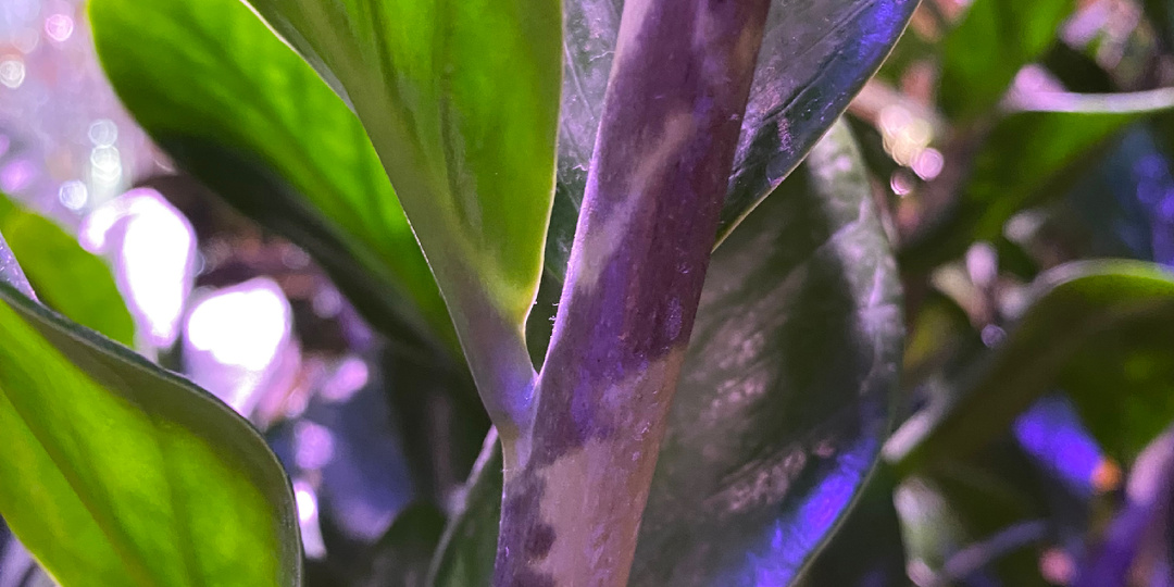 Пятна на рахисах замиокулькаса