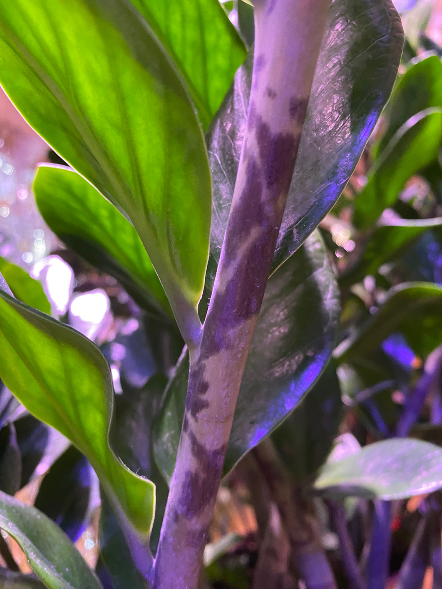 Замиофолия имеет очень яркую окраску рахисов