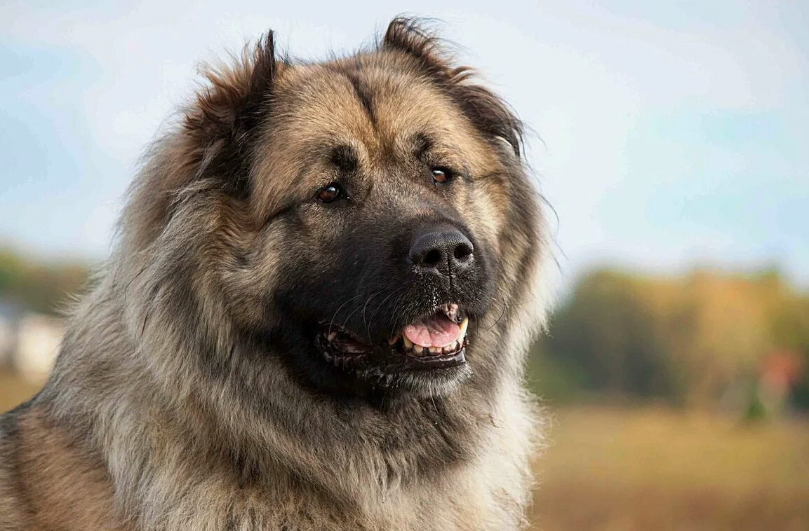 Кавказская овчарка - Страж гор