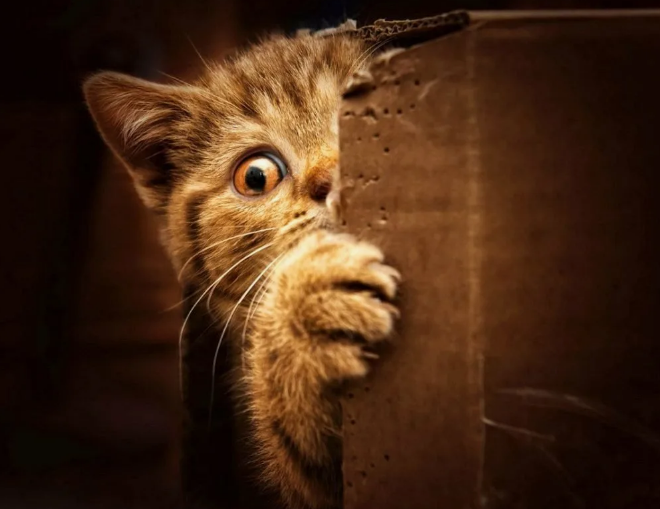 Фото из картинок yandex.ru