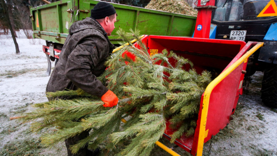    Как правильно утилизировать живую и искусственную елку: советы и идеи Алина Городниченко