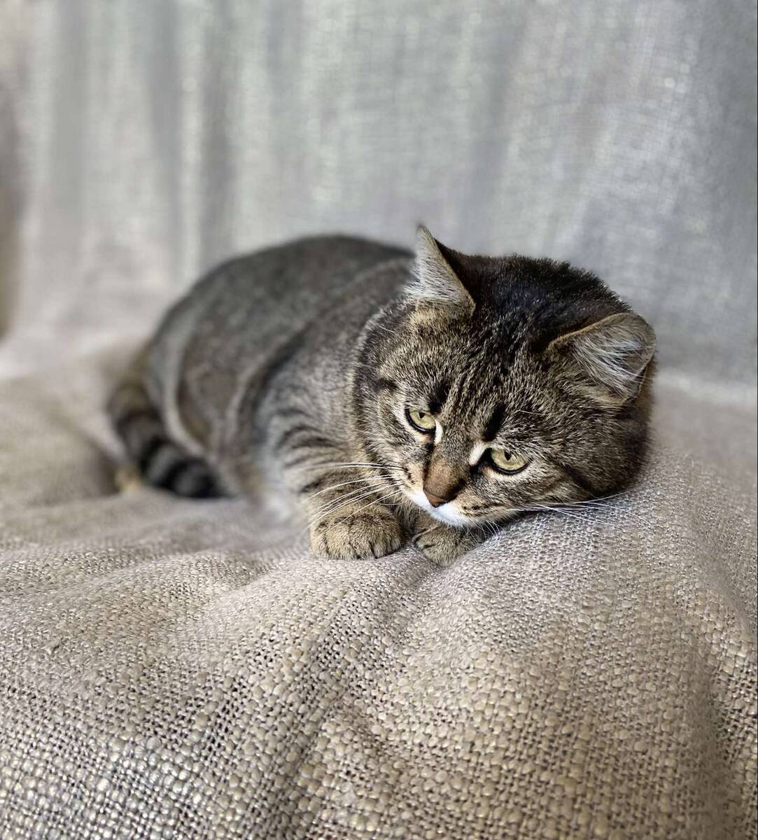 Фото автора. Не Винчи, но очень похожа