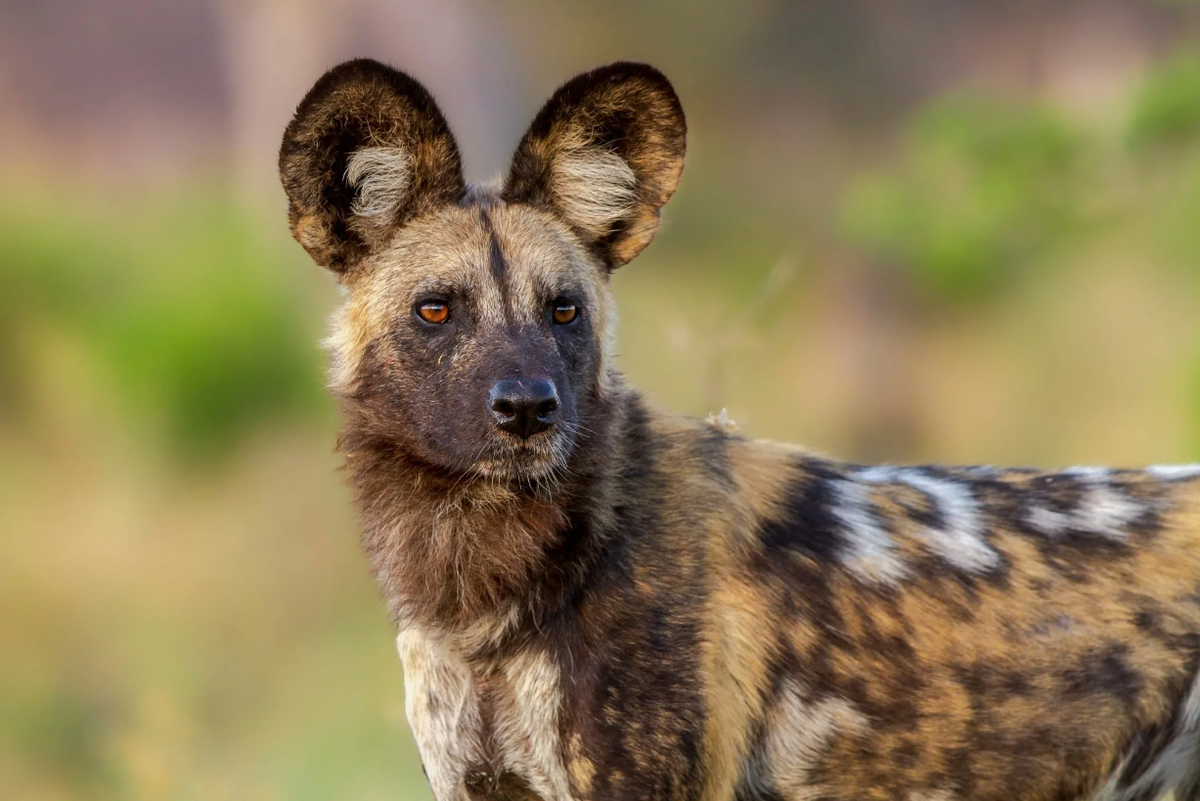 Гиеновидная собака. Похожа на гиену?