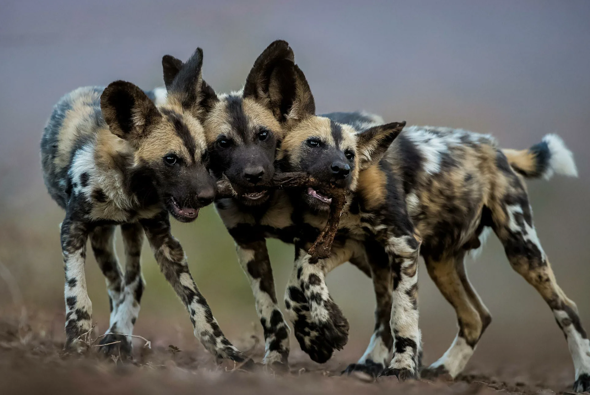 - Наша сила в единстве!
