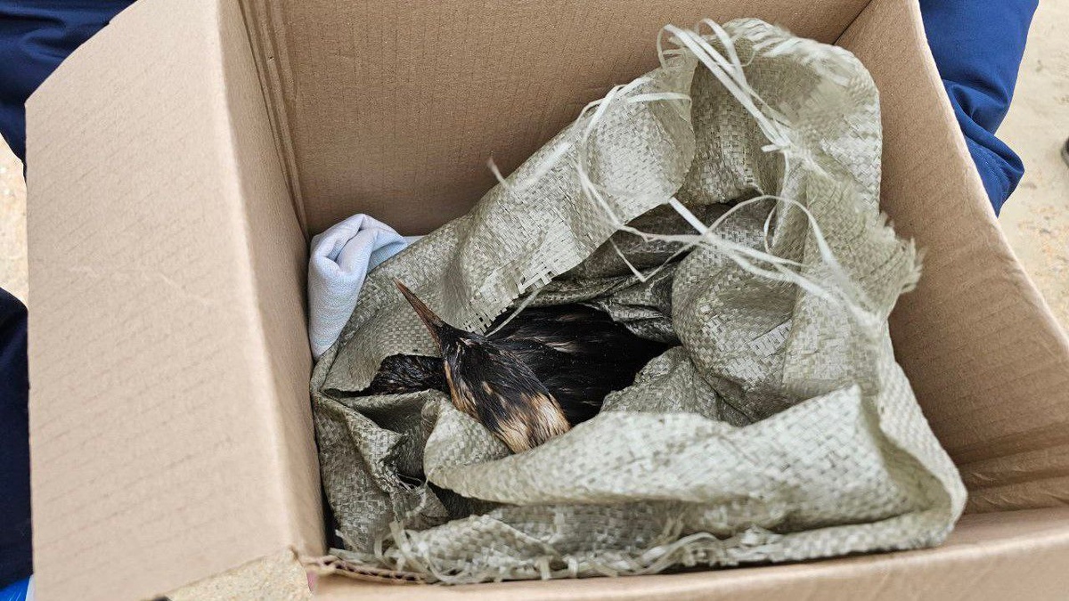    Фото: Оперштивный штаб – Краснодарский край