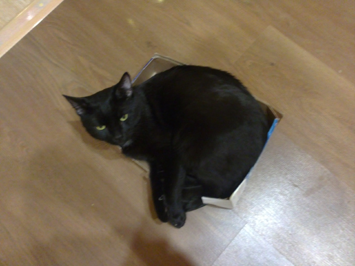 Мой любимый котейка … 