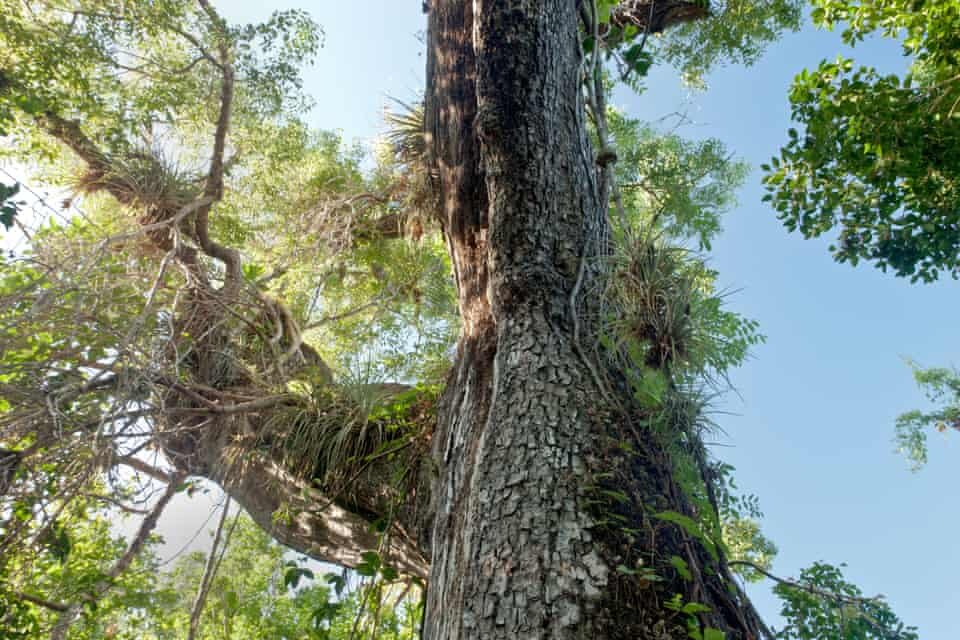 Когда-то деревья красного дерева вырастали до 20 метров в высоту, но сейчас большинство из них представляют собой небольшие кустарники, не имеющие коммерческой ценности. Фото: Инга Спенс/Alamy.