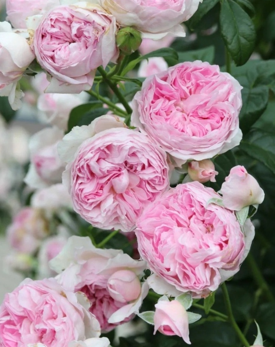 Роза Мон Кëр