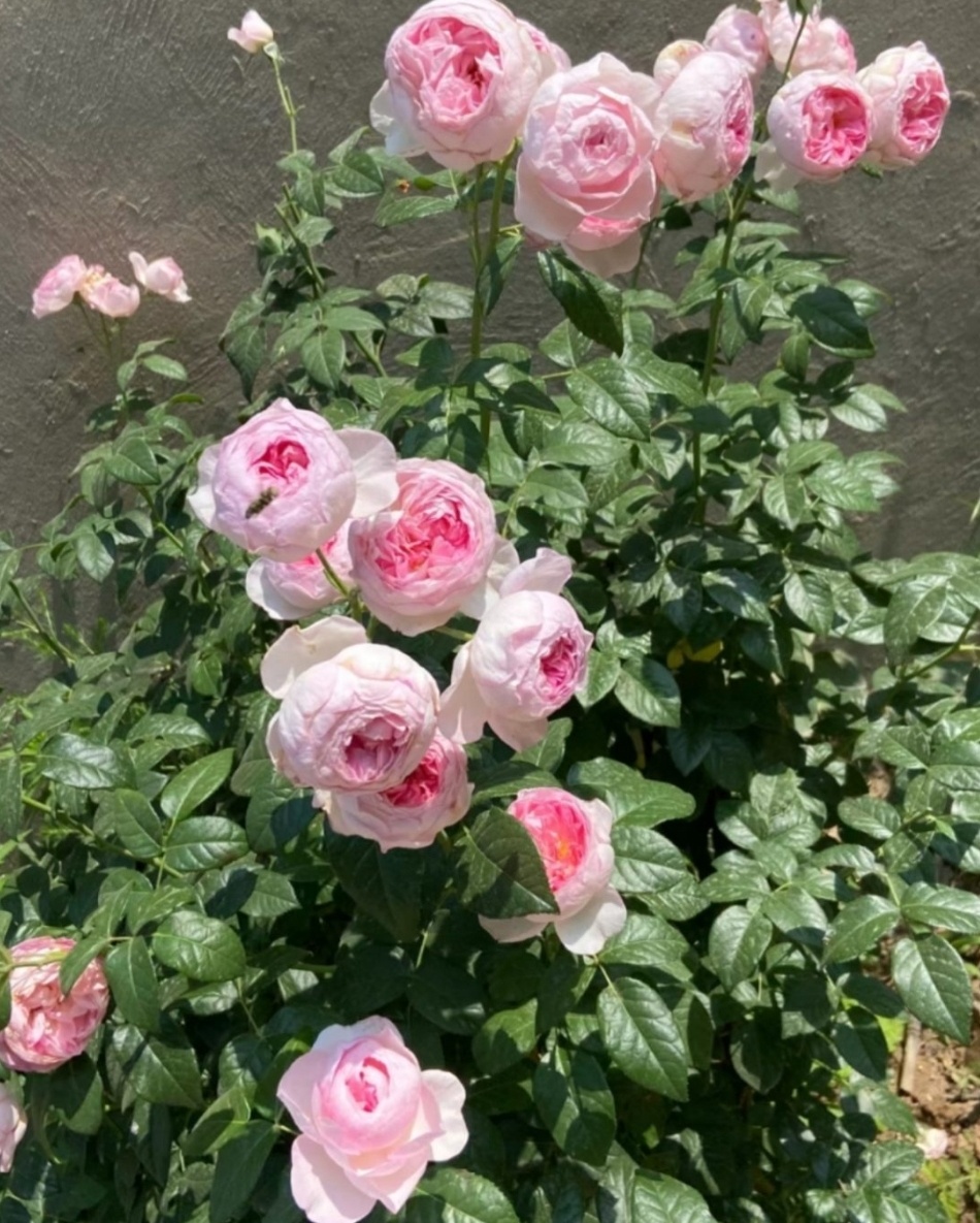 Куст Мон Кëр