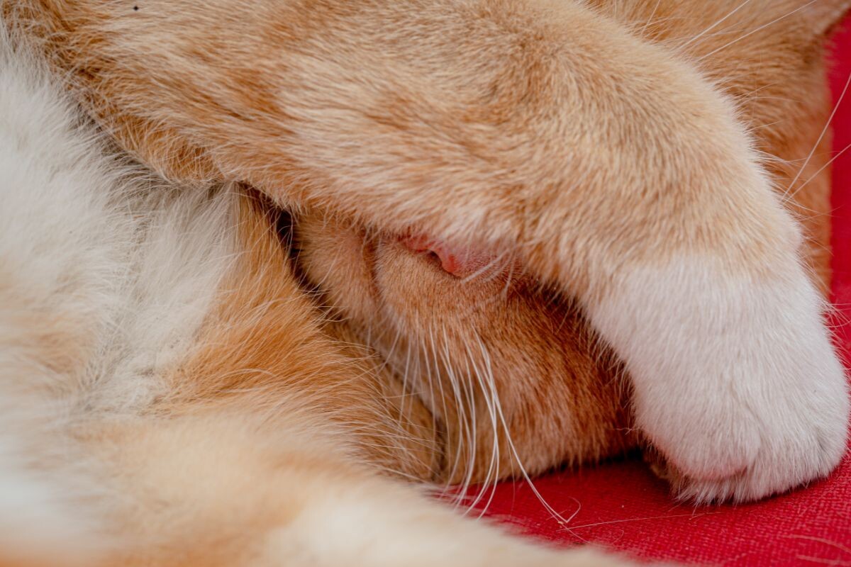 Почему кошка закрывает лапой мордочку, когда спит
