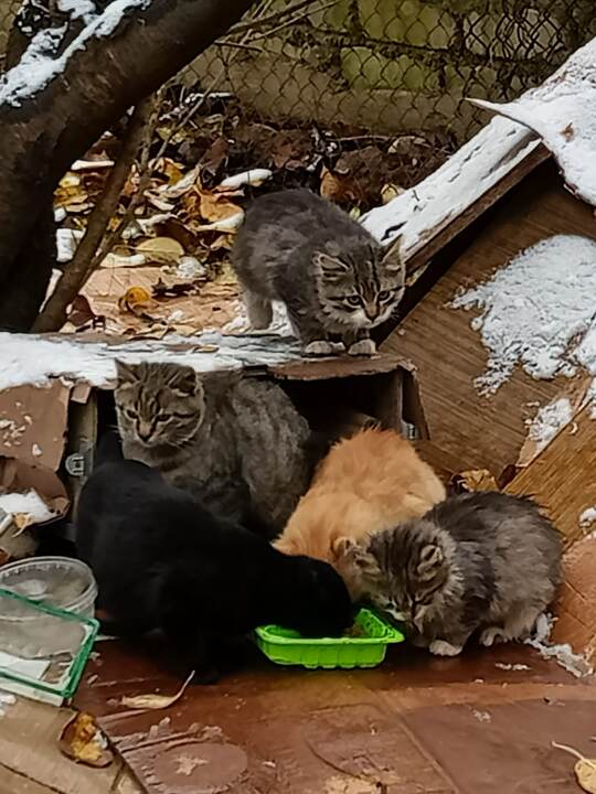 Рыжий - самый слабенький