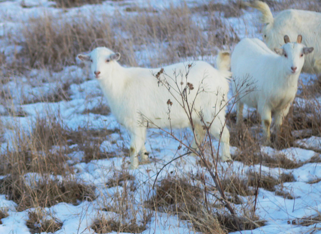 трусливые молодые козы ушли созерцать процесс из кювета