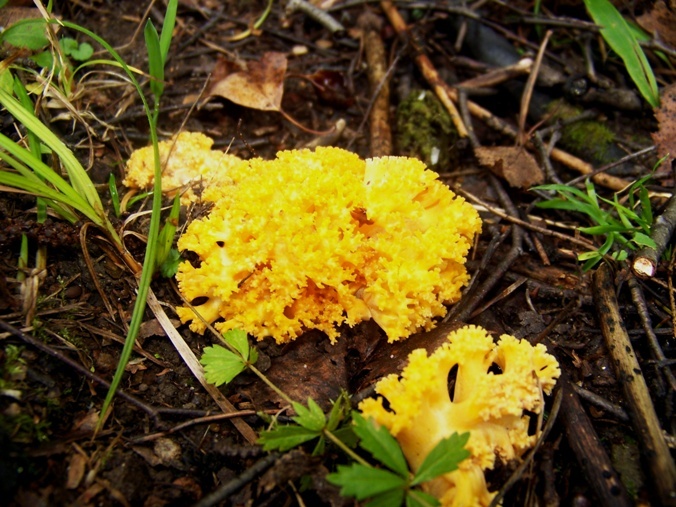Ramaria aurea