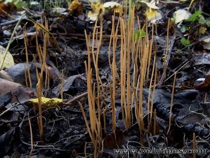 Clavariadelphus junceus