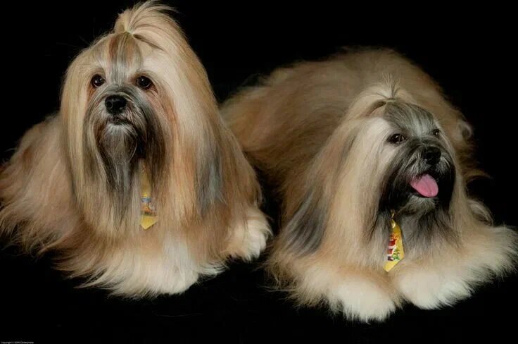 Лхаса апсо (фото из свободного доступа - Яндекс.картинки)