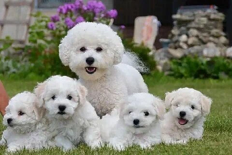 Французская болонка (Бишон фризе) (фото из свободного доступа - Яндекс.картинки)