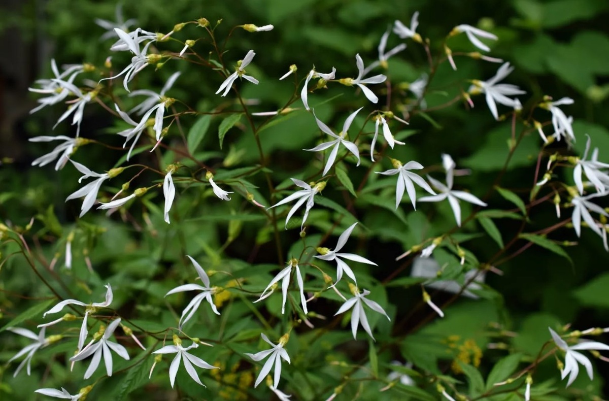 Гилления трехлистная