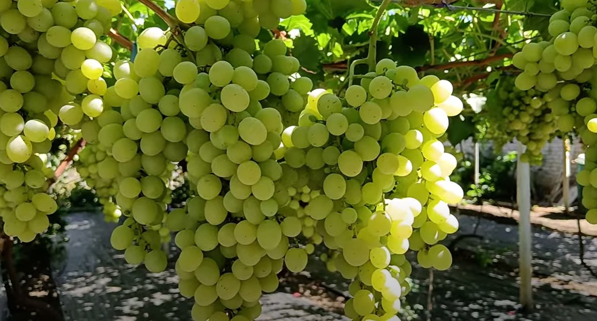 Грозди винограда Рататуй 