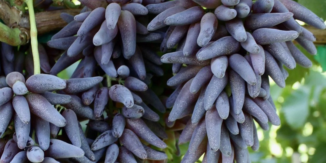 Где заказать саженцы винограда по адекватной цене и гарантией сортности?