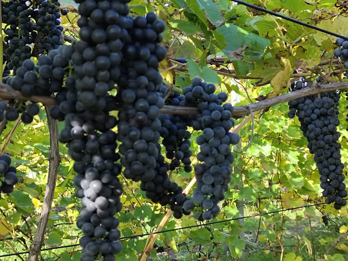 Грозди винограда Мукузани / Оберлин нуар 