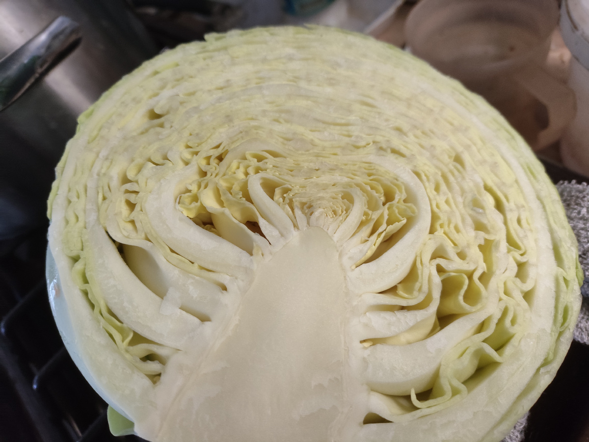 Очень странная капуста. На самом деле она чрко-зеленая, а внутренние листочки ярко-желтые...