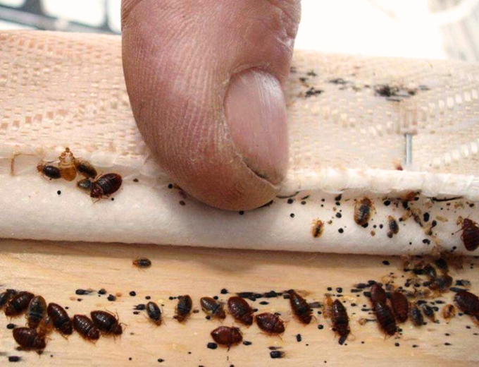 Kak proiskhodit obrabotka ot klopov