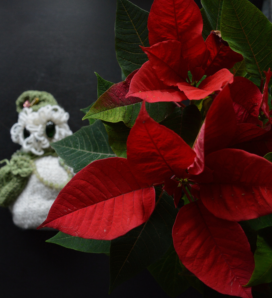 Все фотографии в статье мои. Растения и снеговик-сова - тоже