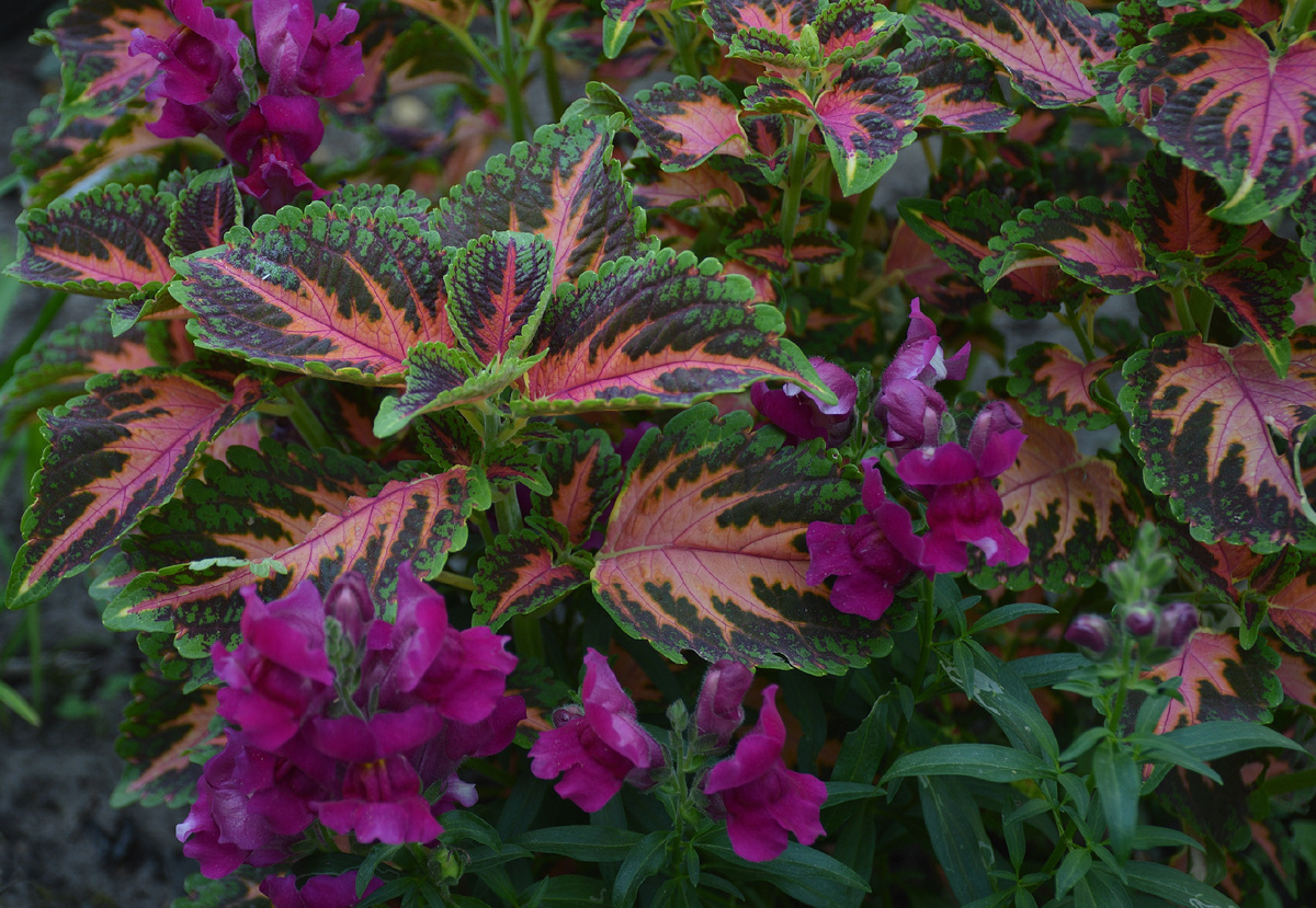 Колеус и львиный зев