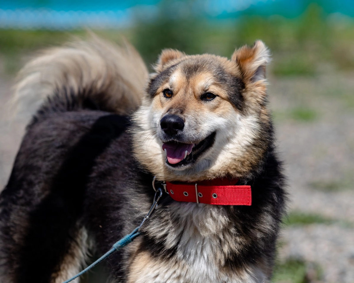 Первая фотосессия Бена в приюте.