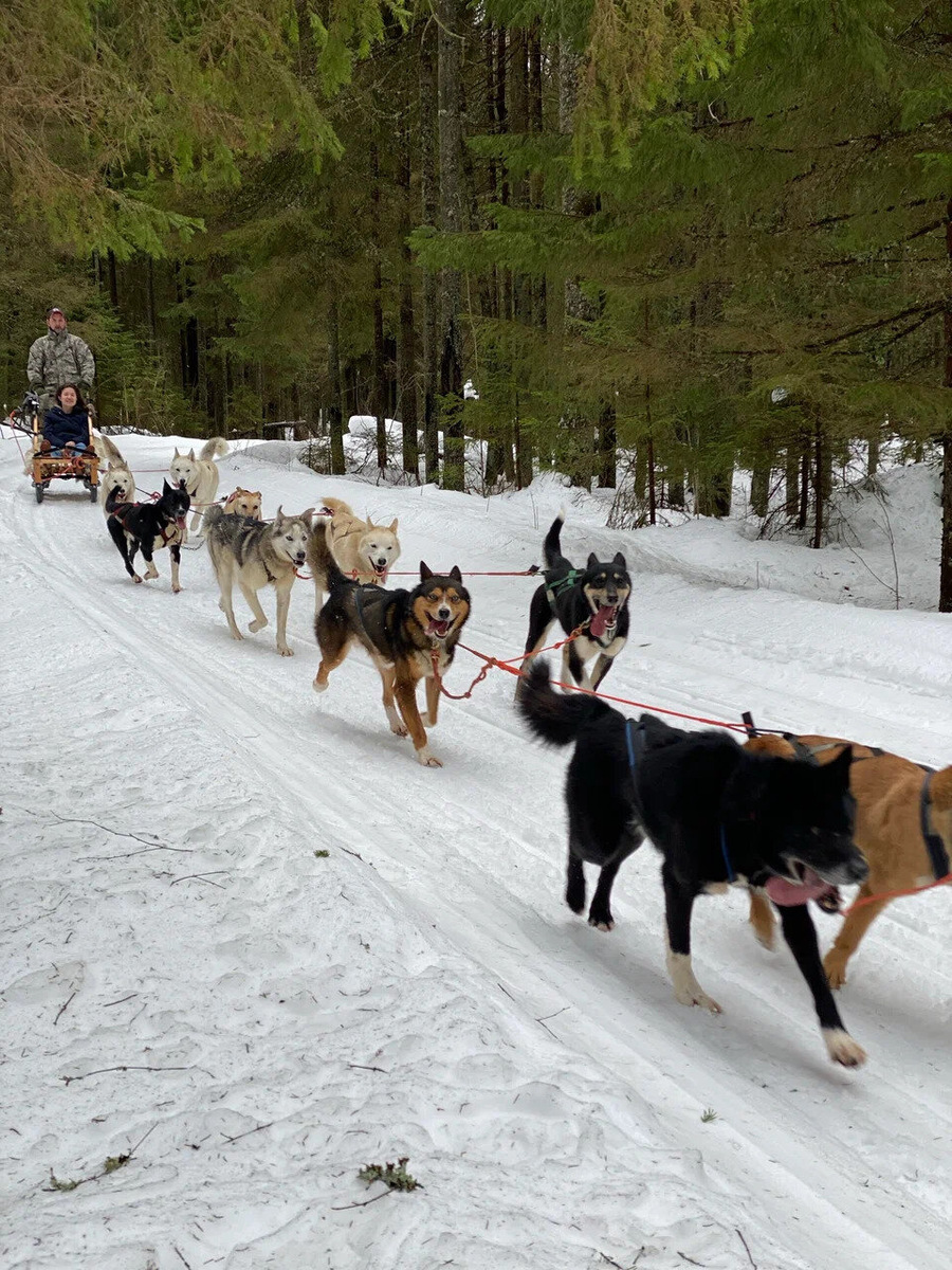 В стандартной упряжке хаски 8 или 10 собак. Фото: Женя Семенов / Яндекс Карты