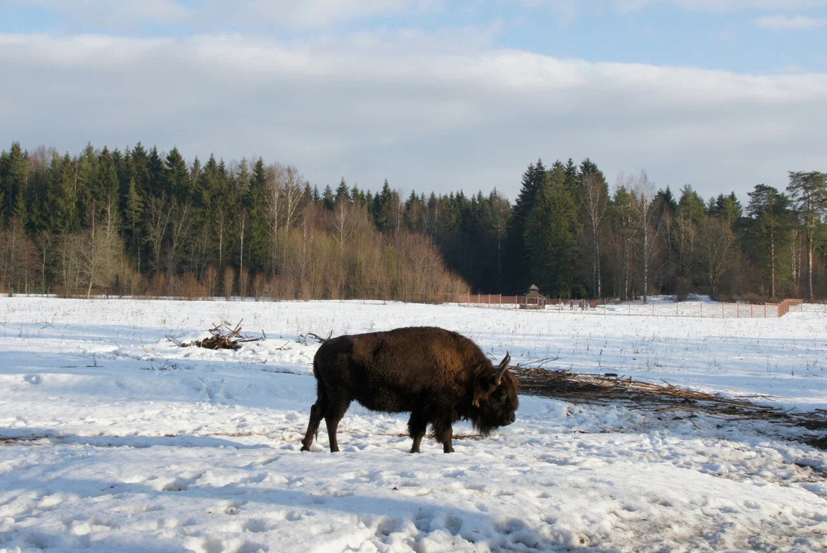 Зимой наблюдать в экопарке за зубрами очень удобно: они часто подходят к кормушкам, установленным по периметру ограждения. Фото: Яндекс / Яндекс Карты